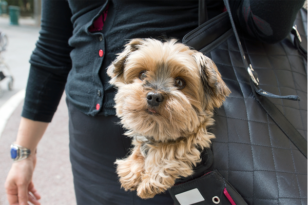 Is your pet safe traveling in its new carrier?
